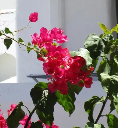 Traditional Apartament Nausa